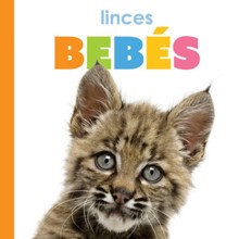 Linces bebes (Baby lynxes)
